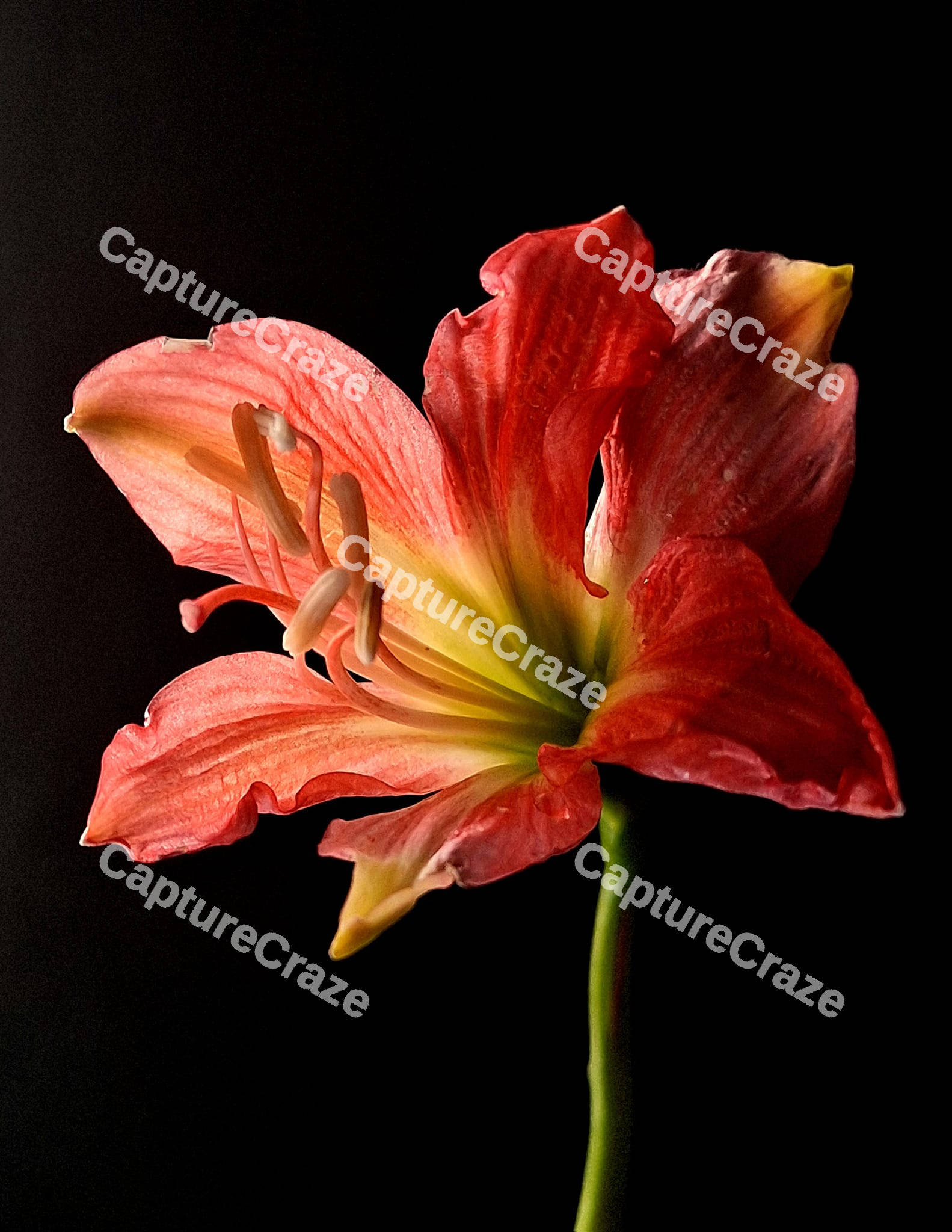 Red Hippeastrum Flower